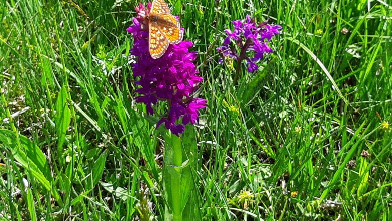 Blumenwiese am Biobauernhof Ablass, © Ablass