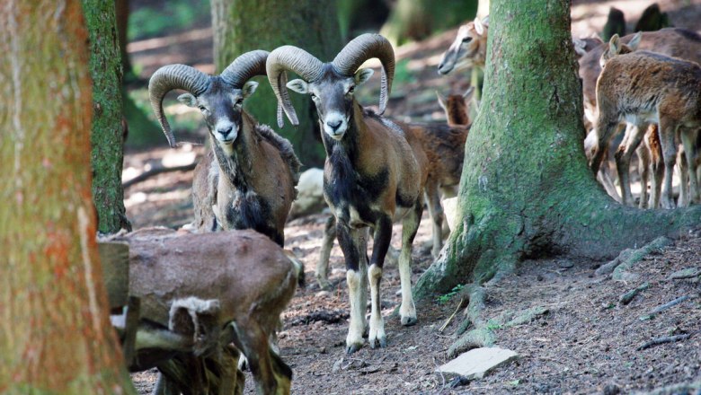 Wybieg dla dzikich zwierząt w parku krajobrazowym Sparbach, © Naturparke Niederösterreich/weinfranz.at