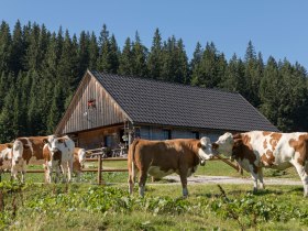 Feldwiesalm, © Theo Kust