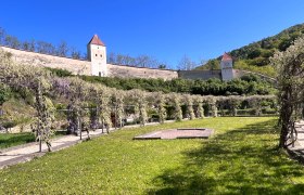 Kartause Aggsbach, Blauregen Blüte, © „Natur im Garten“