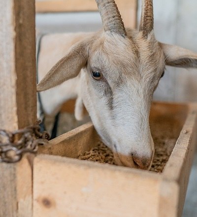 Nanni am Melkstand, © Einkehrhof Poggau