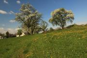 Baumblüte in Weitgraben, © OEAV Ortsgruppe Blindenmarkt