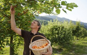 Marillenernte am Marillenhof, © Steve Haider