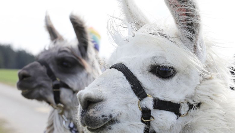 Lama und Alpaka Wanderungen, © Hofstetter Ranch