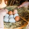 Kobichl children's farm, © Fred Lindmoser