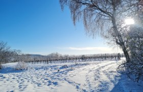 Wagram, © Donau Niederösterreich - Kamptal-Wagram-Tullner Donauraum