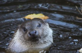 UnterWasserReich_Otter_Ursula Steinlechner, © Ursula Steinlechner