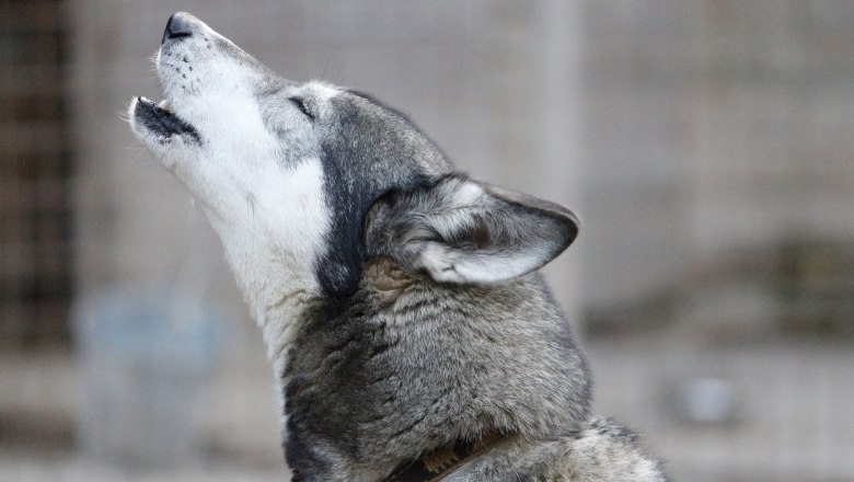 Husky Ronja, © Huskyhof Waldviertel