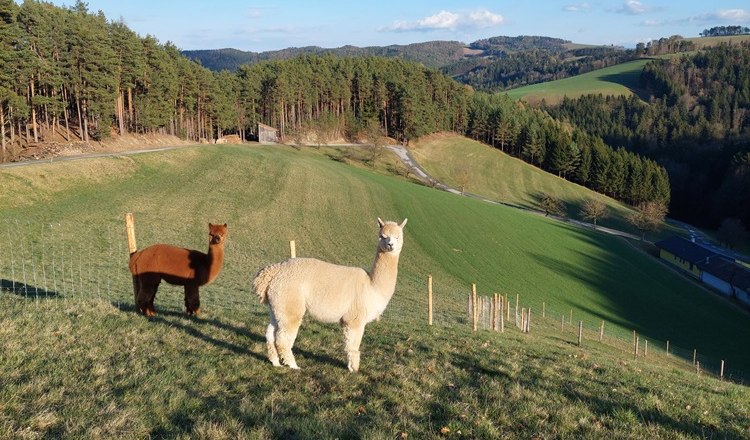 Bob, Dave & Zeus am Leitenviertler Alpakahof, © Tanja Piribauer, Leitenviertler Alpakahof