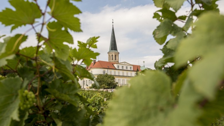 Kirche und Schloss, © Marktgemeinde Gumpoldskirchen