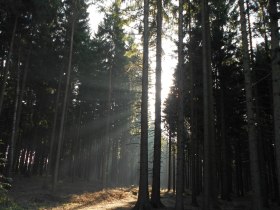 Naturpark Heidenreichsteiner Moor, © Margit Weikartschläger