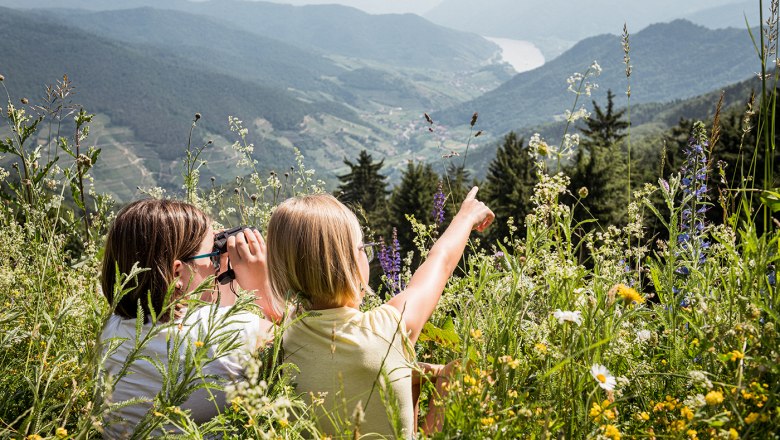 Im Sommer auf der Blumenwiese am Jauerling, © Martina Siebenhandl