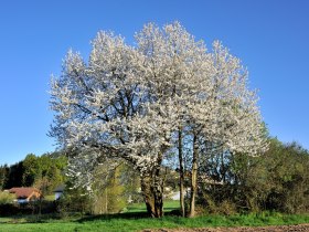 Friedenskapelle Wanderung, © Kettinger Josef