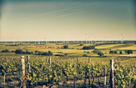 Hundsheimer Berge Tour: Variante Hundsheim, © Donau Niederösterreich - Tourismusbüro Carnuntum-Marchfeld