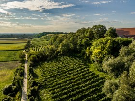 Weinberg-Stetteldorf am Wagram, © TDR- Tourismusregion Wagram