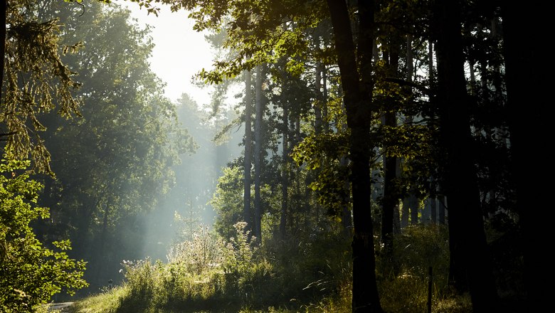 schonbergtourismus_wald_2020-08-22_img_0509_rupertpessl_web, © Rupert Pessl