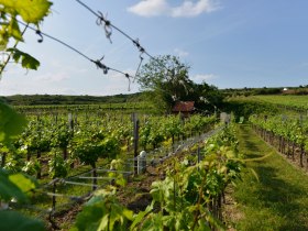 Weinreben WAGRAM, © Donau Niederösterreich - Kamptal-Wagram-Tullner Donauraum