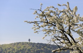 Guglzipf-St.Veit Runde, © Wienerwald Tourismus GmbH / Christian Handl