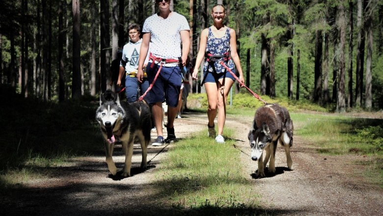 Huskywandern beim Huskyhof im Waldviertel - Nniederoesterreich, © Huskyhof Waldviertel