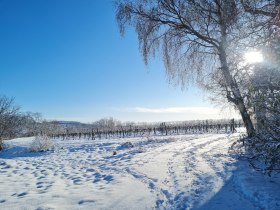 Wagram, © Donau Niederösterreich - Kamptal-Wagram-Tullner Donauraum