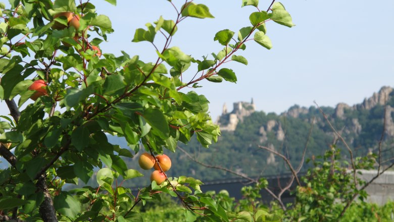 Marillenernte in der Wachau, © Donau NÖ Tourismus GmbH