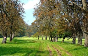 Mostobst steht Spalier, © Wienerwald