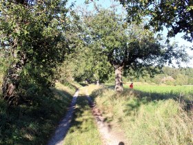 ein wunderschöner Hohlweg mit Obstbaumallee, © Gemeinde Jaidhof