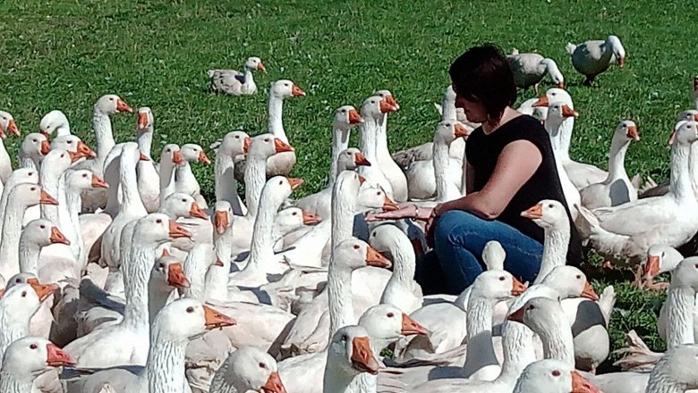 Zeit bei den Gänsen, © Bauer