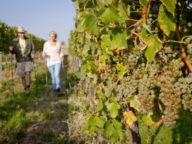 Weinwanderweg, © Retzer Land / Bartl