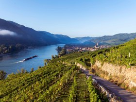 Weißenkirchen in der Wachau in den Rieden, © Donau NÖ Tourismus/Robert Herbst