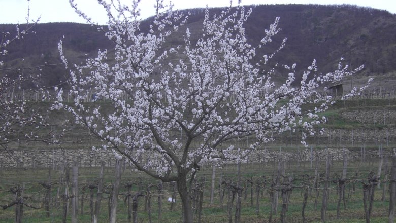 Marillenblüte Wachau, © Gästehaus Denk