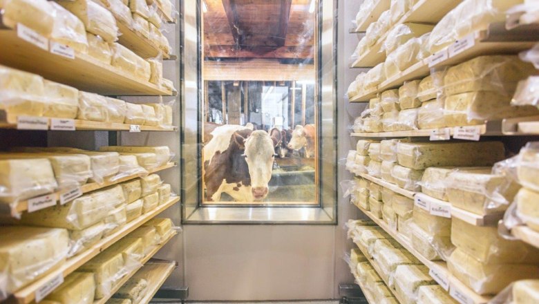 Motivation chamber for cows: cheese ripening room visible from the barn, © David Faber