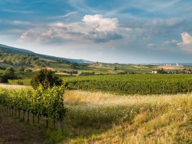 Weinlandschaft, © Baden Tourismus/Michael Dittrich