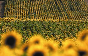 Sonnenblumenfeld, © Donau Niederösterreich - Kamptal-Wagram-Tullner Donauraum