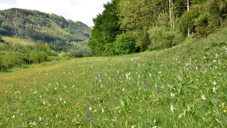 Schauwiese Fahrnlehen bei Hollenstein an der Ybbs, © David Bock