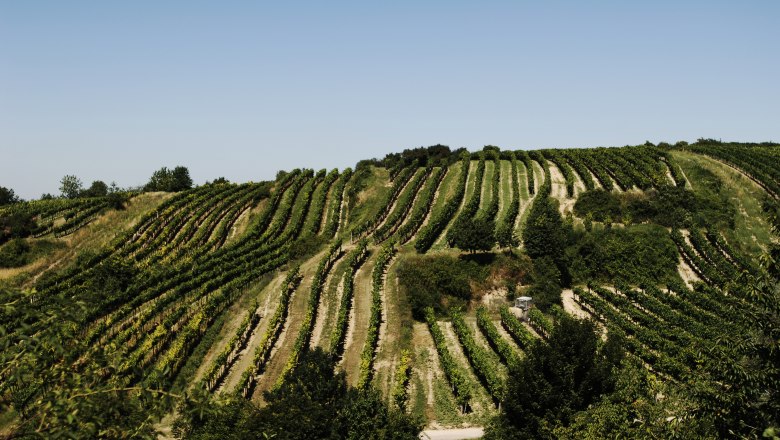 Weinlehrpfad Königsbrunn, © Gemeinde Königsbrunn am Wagram