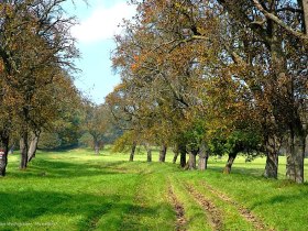 Mostobst steht Spalier, © Wienerwald