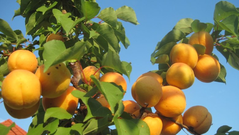 Marillenernte im Juli, © Gästehaus Denk