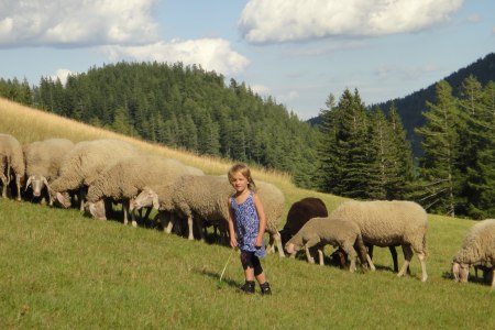 W Alpach Wiedeńskich łąki koszą owce, © Althammerhof