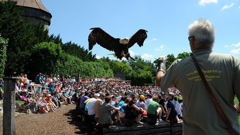 Greifvogel im Jagdflug, © Peme