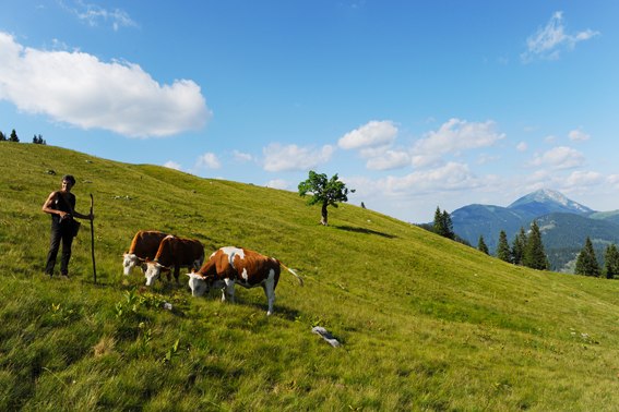 Herrenalm, Blick zum Ötscher, © www.fotostudio-buechele.at