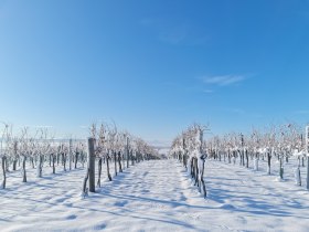 Winterwonderland, © Donau Niederösterreich - Kamptal-Wagram-Tullner Donauraum