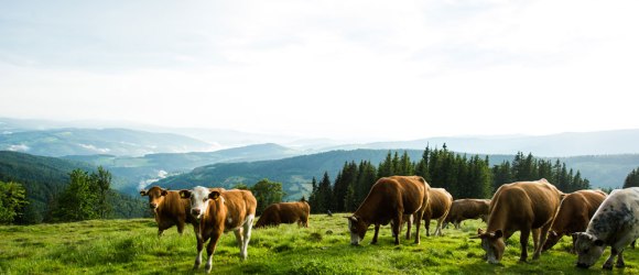 Pastwiska na Wechsel są znane jako Schwaigen, © Wiener Alpen in Niederösterreich/Michael Reidinger