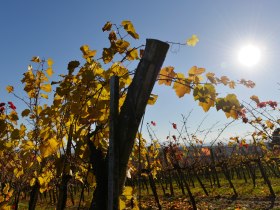 Weinreben, © Donau Niederösterreich - Kamptal-Wagram-Tullner Donauraum