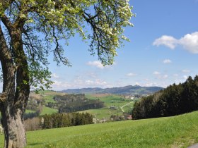 Blick auf Riedl, © Brigitte Hofschwaiger