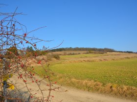 Weingärten Tullnerfeld, © Walter Pernikl