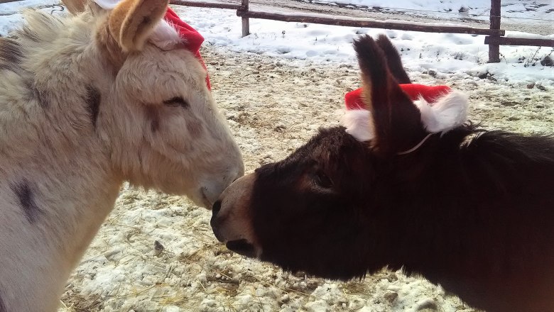 christmas donkeys, © (Copyright Christine Plocek)