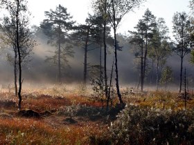 Morgenstimmung im Naturpark Heidenreichsteiner Moor, © Wolfgang Dolak