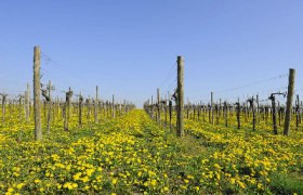 preview_wag_weinlehrpfadkoenigsbrunn2_cjosefstefan_d59eb0e201, © josefstefan