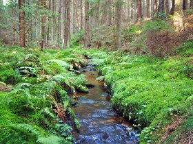 Föhrenbach im Höllgraben, © Stadtgemeinde Litschau